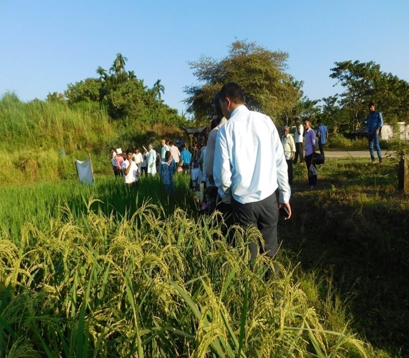 Assessment of high yielding variety of areca nut var- Kahikuchi- 2-e