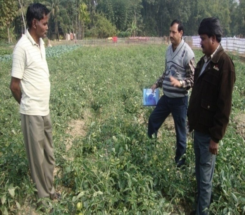 Assessment of high yielding variety (var. Megha tomato-3)