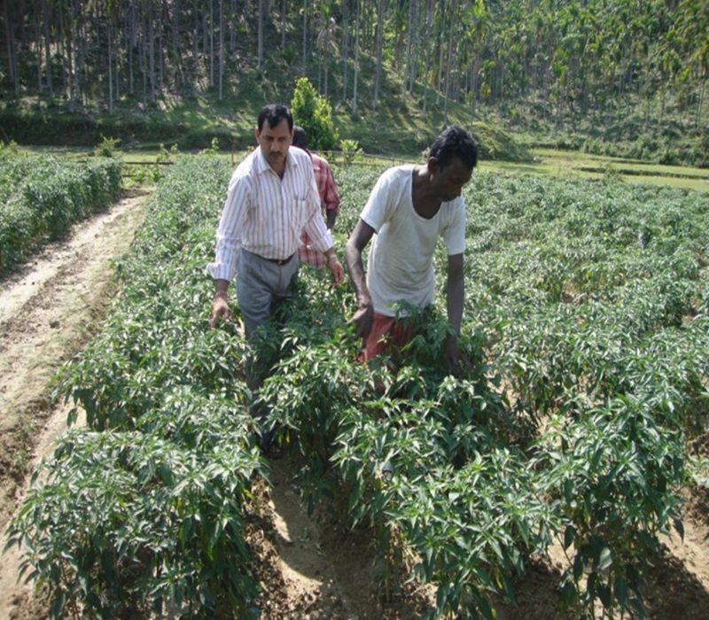 Assessment of high yielding variety (var.Kashi Anmol)