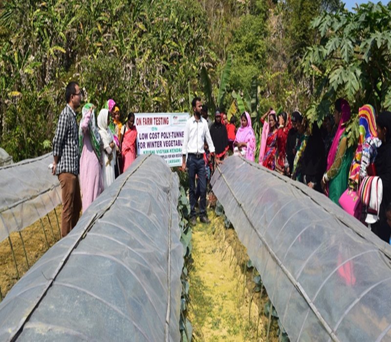 Assessment of low cost poly tunnel-e