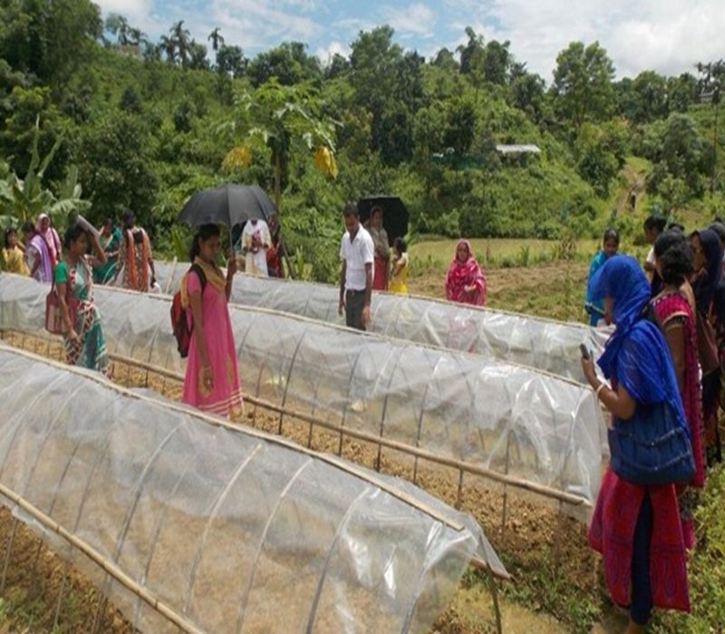 Assessment of low cost poly tunnel for round the year the production-e