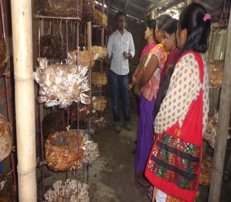 Assessment of summer oyster mushroom for Livelihood improvement-e
