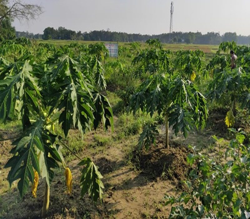 Assessment of varietal evaluation of Papaya var- Pusa Nanha