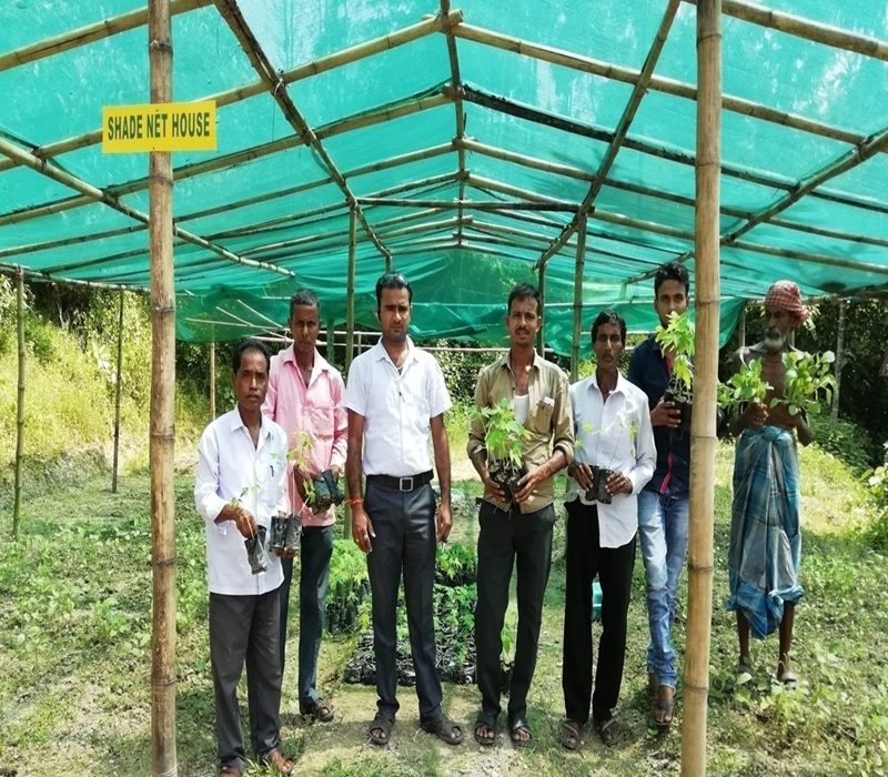 Assessment of varietal evaluation of Papaya var. - Pusa Nanha-e