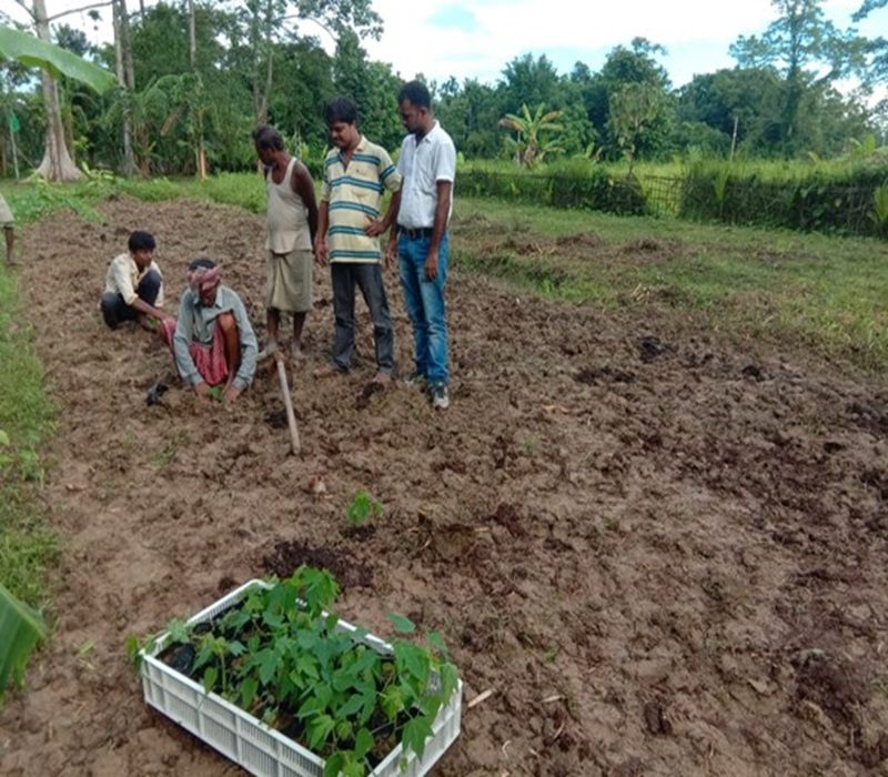 Assessment of varietal evaluation of Papaya var. - Pusa Nanha-e