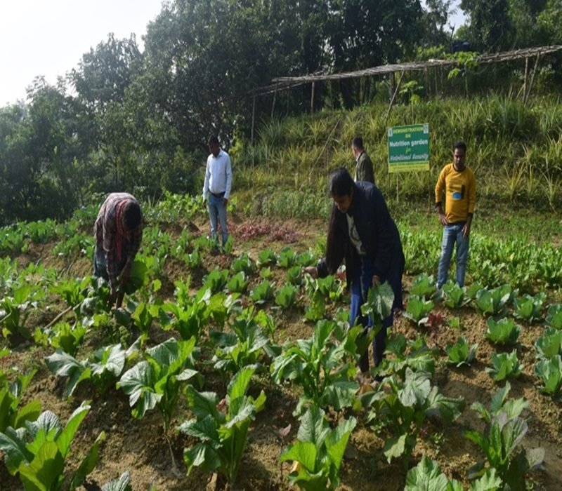 Demonstration on nutrition garden for nutritional security