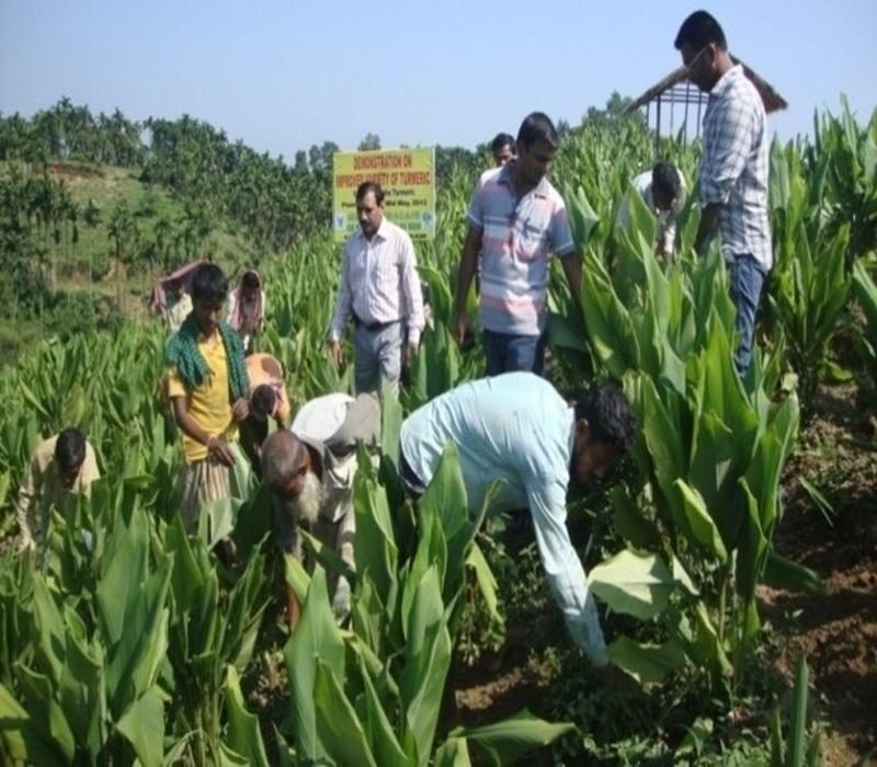 Demonstration on turmeric