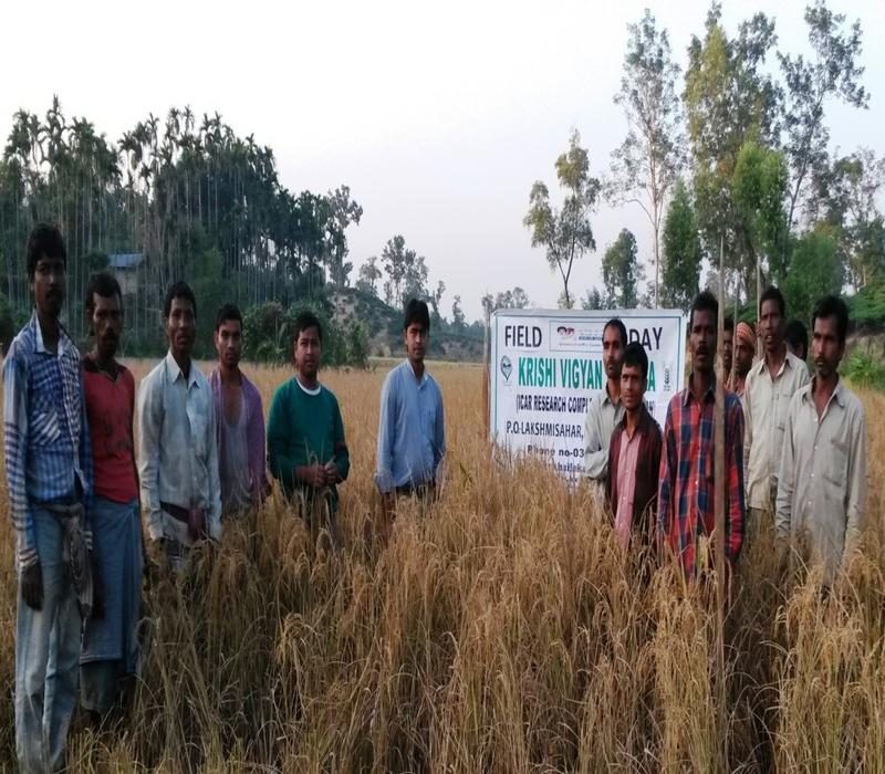 Demonstration on varietal performance of Sali paddy for high yield