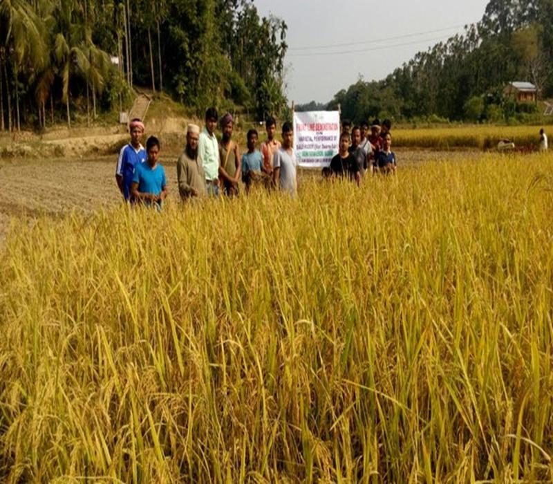 Demonstration on varietal performance of Sali paddy for high yield