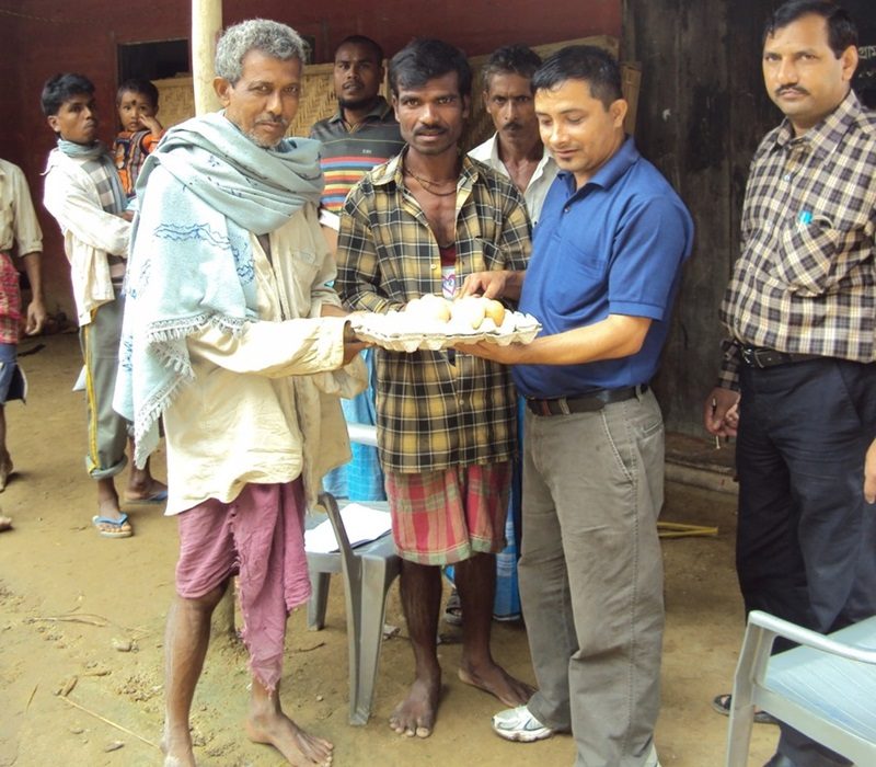 Distribution of Vanaraja eggs to farmers to introduce improved germplasm of poultry Vanaraja for backyard