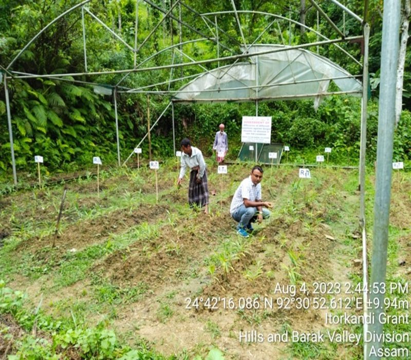 fficacy assessment of different solutions against Ginger rhizome rot disease in rain fed condition of Hailakandi district-e