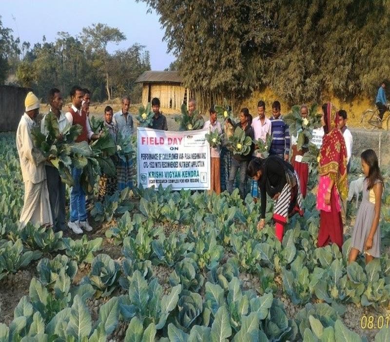 Field day on Cauliflower var- Pusa Meghna_e.jpg