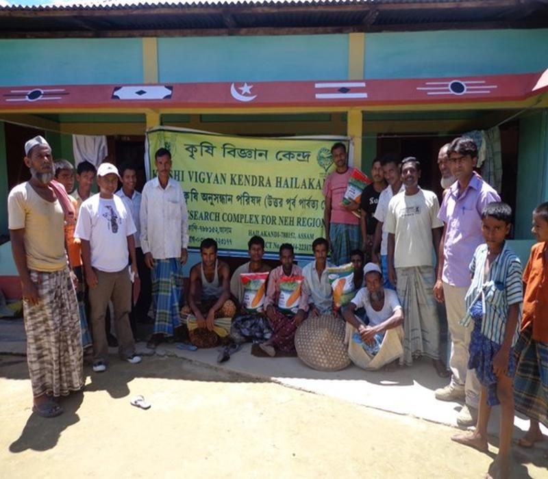 Maize seeds distribution