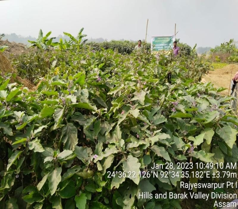Popularisation of Biofor-Pf for management of bacterial wilt