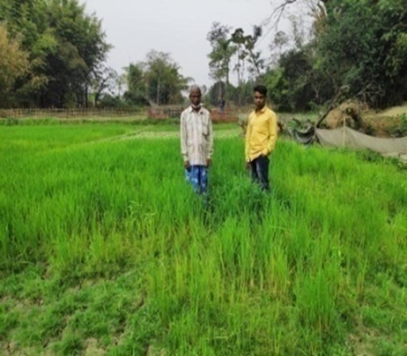 Popularisation of Fodder production (oat)