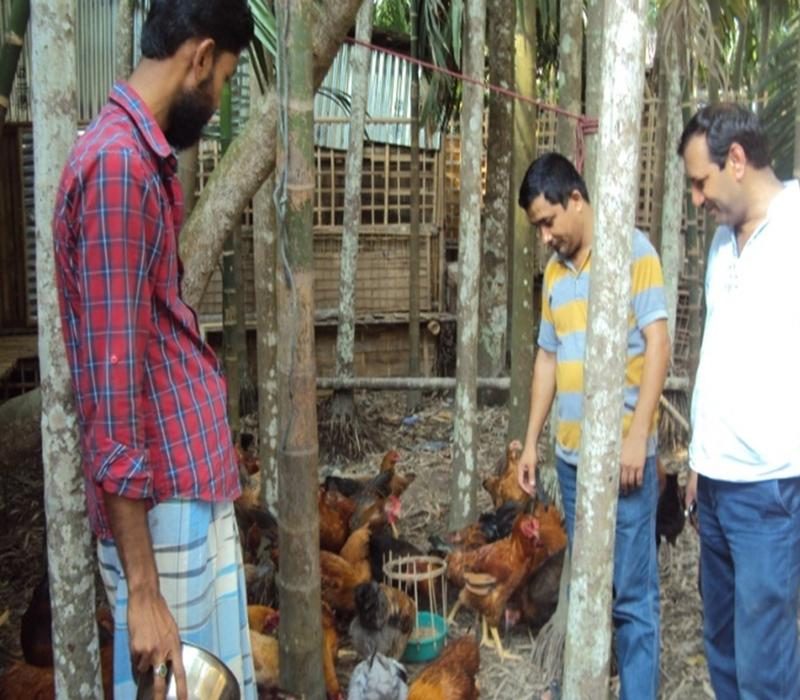Popularisation of Gramapriya birds with feed supplementation in backyard