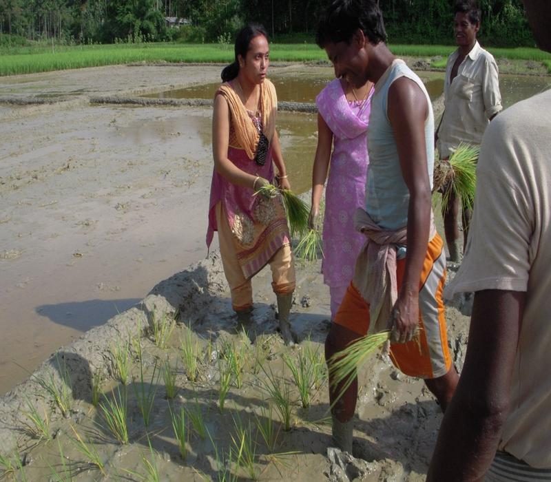 Popularisation of Integrated Nutrient Management and liming in Sali Paddy