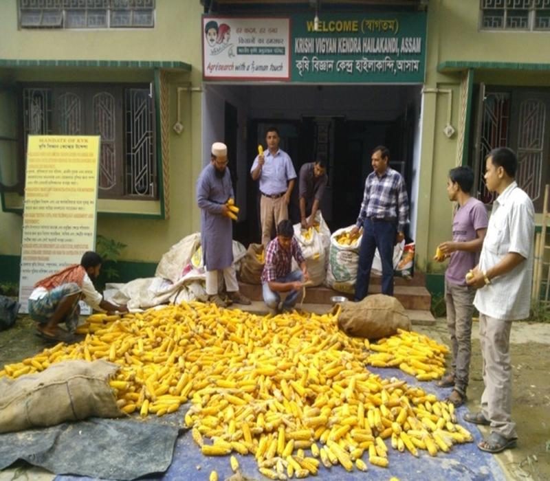 Popularisation of Kharif maize to increase the cropping intensity of the district