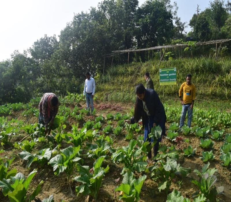 Popularisation of Nutrition Garden for food and nutritional security