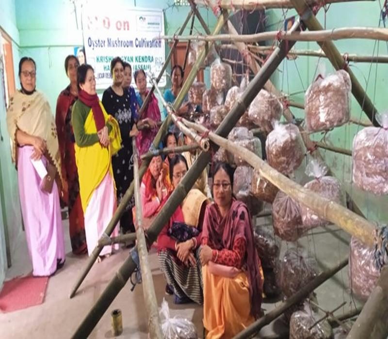 Popularisation of Oyster Mushroom as a source of income generation_e.jpg