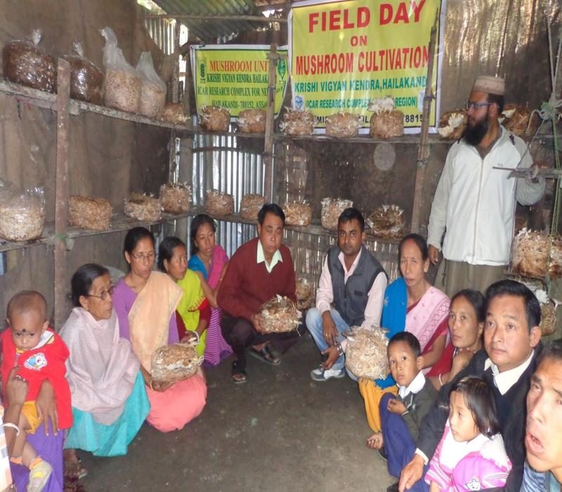 Popularisation of Oyster mushroom cultivation as a source of income generation
