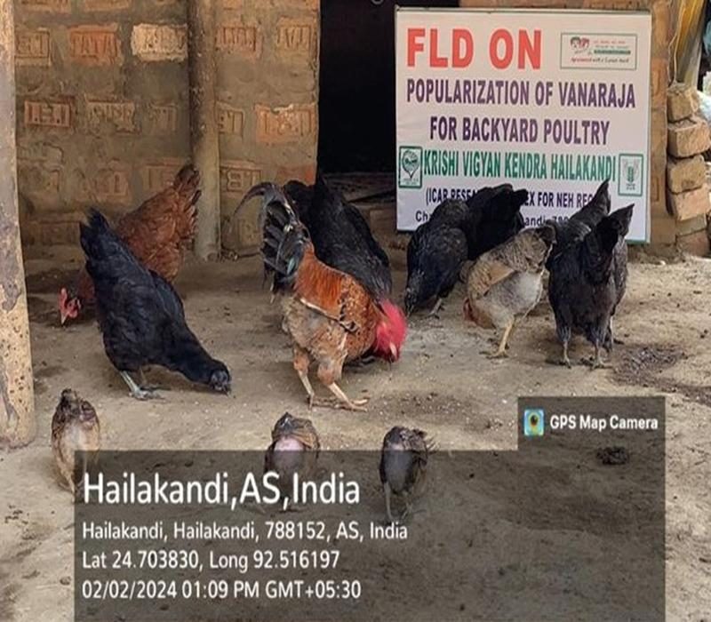 Popularisation of Vanaraja chicken under backyard management system
