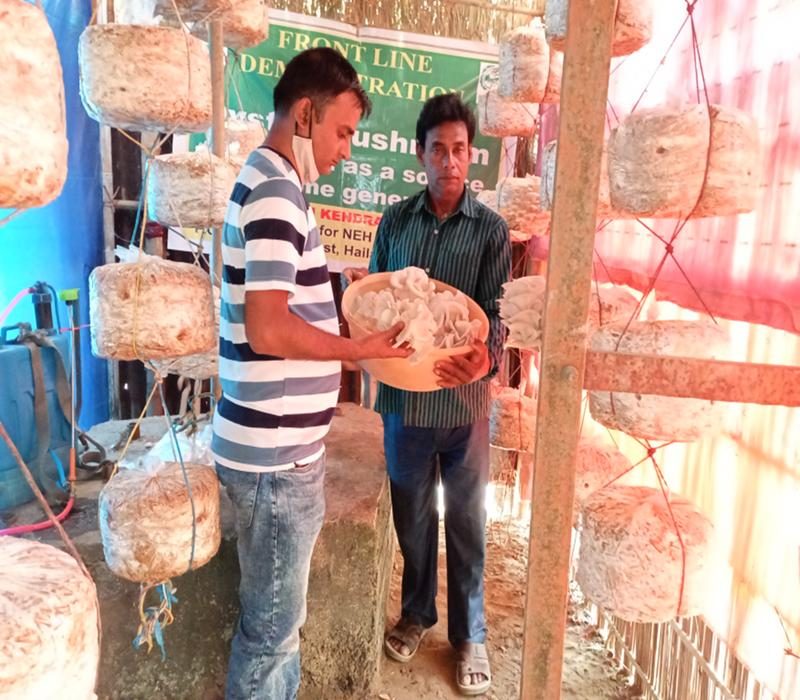 Popularisation of Year round oyster Mushroom cultivation as a source of income generation
