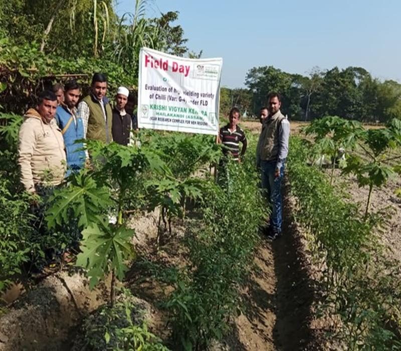 Popularisation of chili varieties (var. Arka Kyati) with recommended package of practices for kharif season