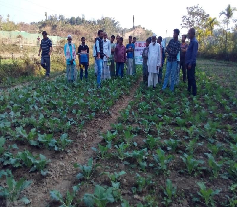 Popularisation of high yielding varieties of knol khol with recommended packages of practices (var. Early White)