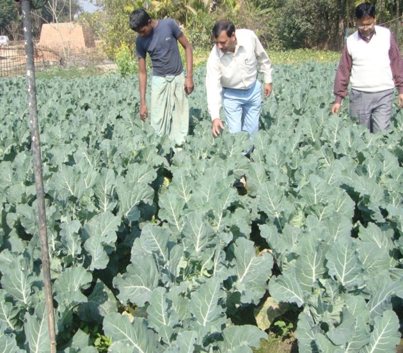 Popularisation of high yielding variety of cauliflower (var. Teris)