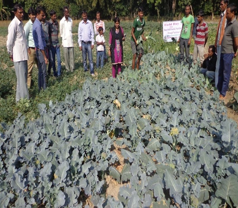 Popularisation of household food and nutritional security through nutrition garden