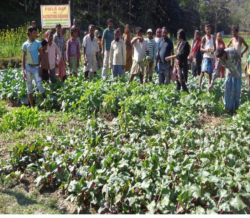 Popularisation of household food & nutritional security through nutrition garden