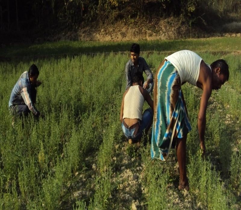Popularisation of lentil under paddy-pulse cropping sequence