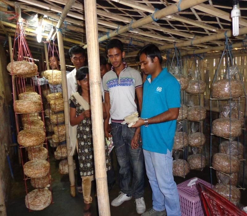 Popularisation of livelihood improvement through scientific winter mushroom
