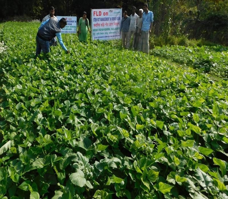 Popularisation of management of Stem collar rot disease in french bean