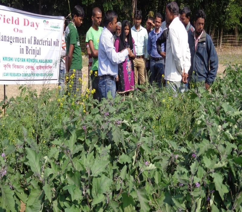 Popularisation of management of bacterial wilt in brinjal