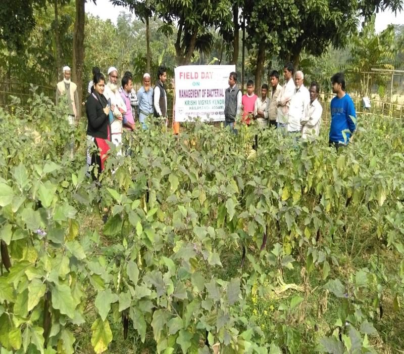 Popularisation of management of bacterial wilt in brinjal
