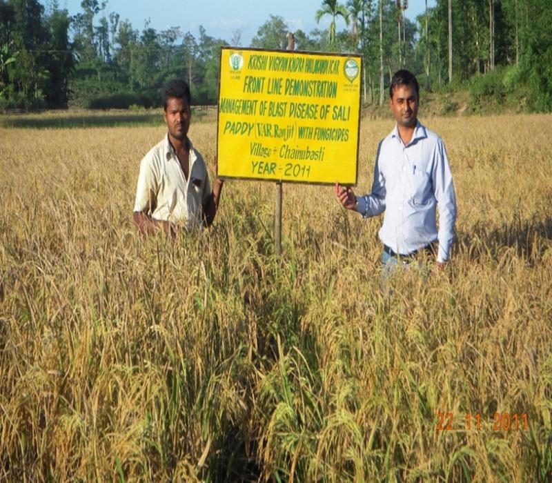 Popularisation of management of blast disease of paddy with fungicide