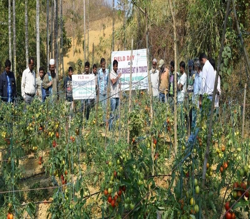 Popularisation of management of blight disease in tomato