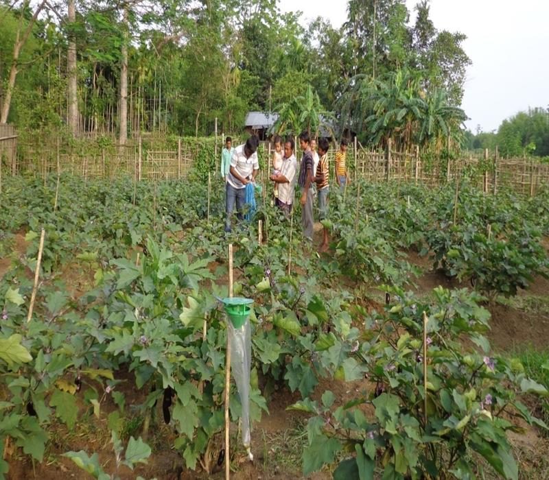 Popularisation of management of fruit fly in vegetable by using trap