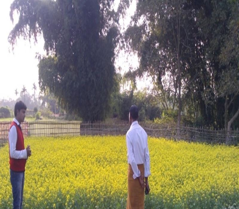 Popularisation of minimum tillage in mustard cultivation in paddy- mustard Cropping Sequence