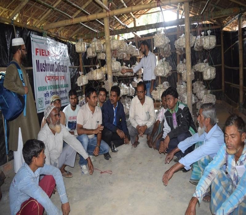 Popularisation of oyster mushroom cultivation as a source of income generation