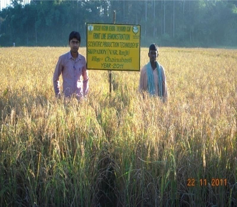 Popularisation of scientific package and practices of Sali Paddy (var-Ranjit)