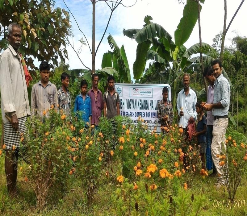 Popularisation of summer marigold Chirakule with recommended package of practices