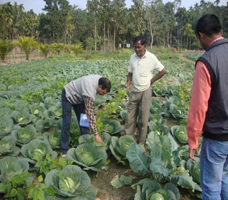 Popularisation of variety (BC-76) with the improve package of practices