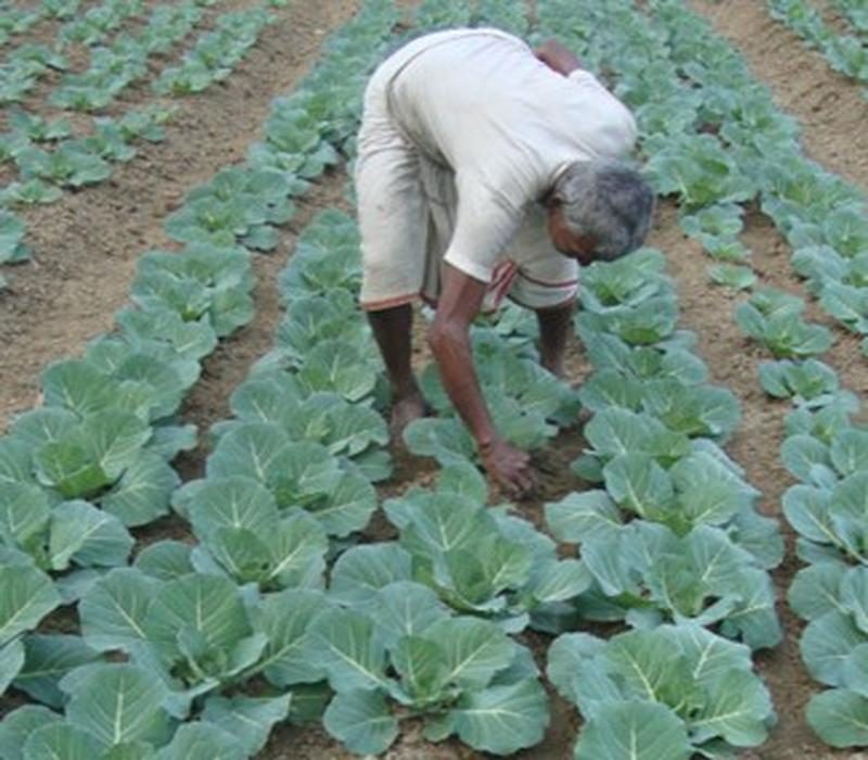 Popularisation of variety (BC-76) with the improved package of practices