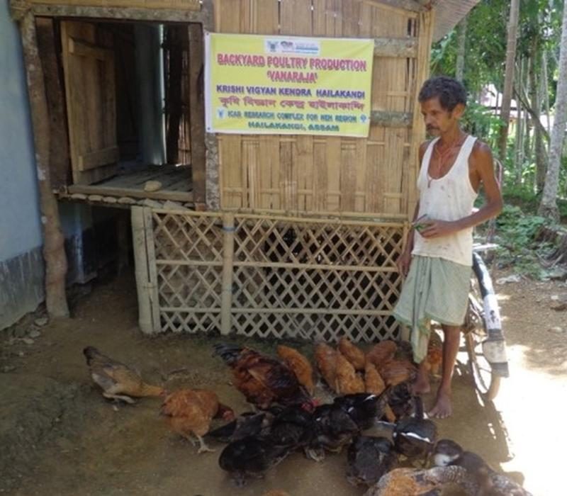 Vanaraja poultry production unit with birds