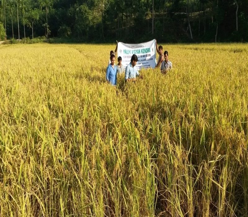 Varietal trial for high yielding medium duration paddy-e