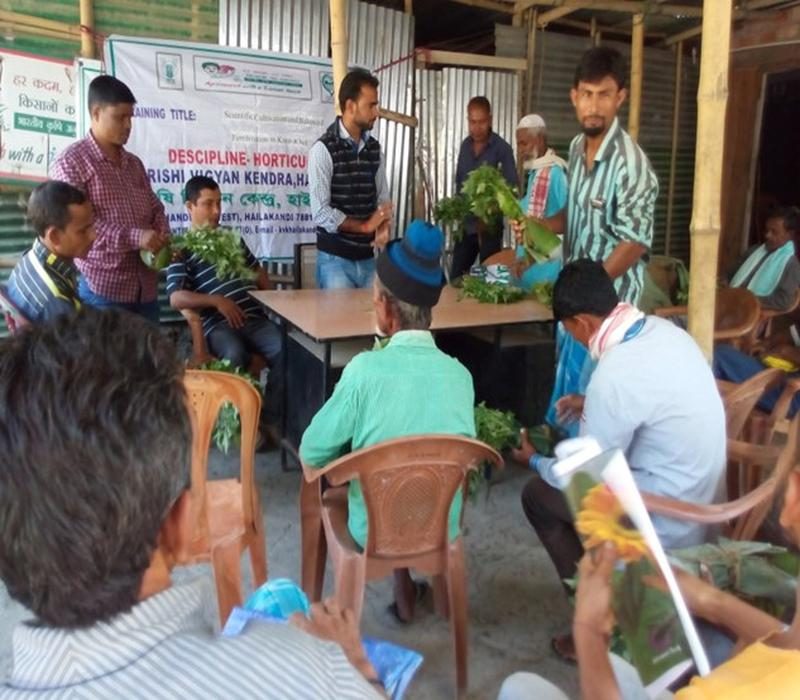 Vegetable seedling distribution